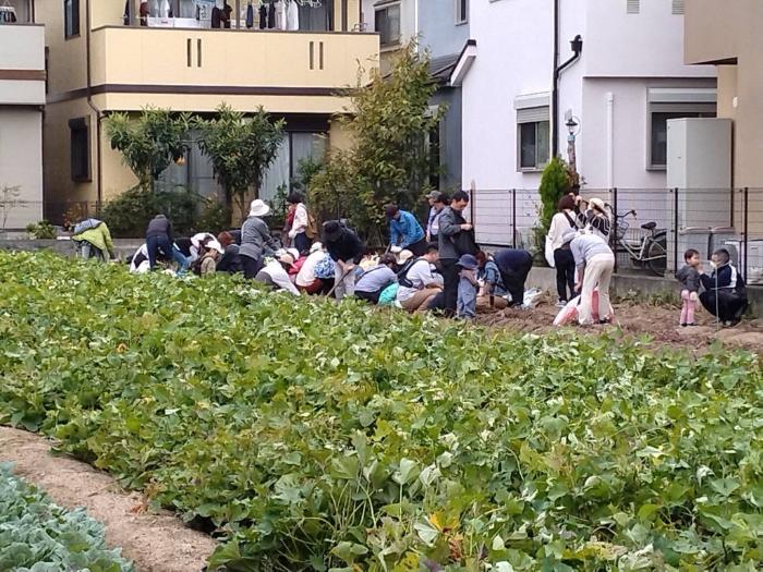 瑞穂小学校地区社協芋ほり大会写真