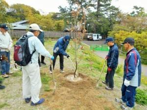 玖島桜の植樹の様子2