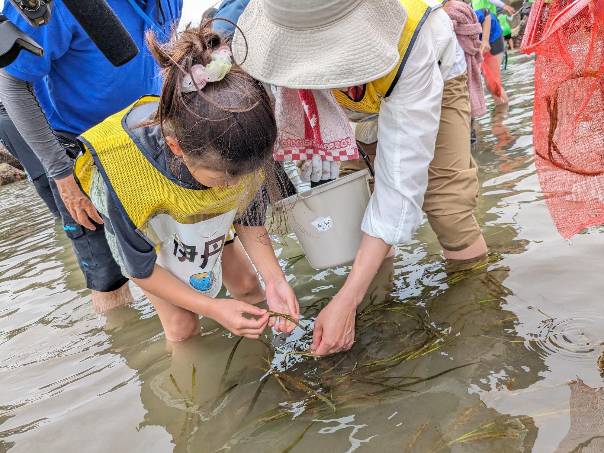 アマモを海で採取している様子