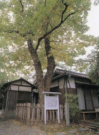 猪名野神社のムクロジ
