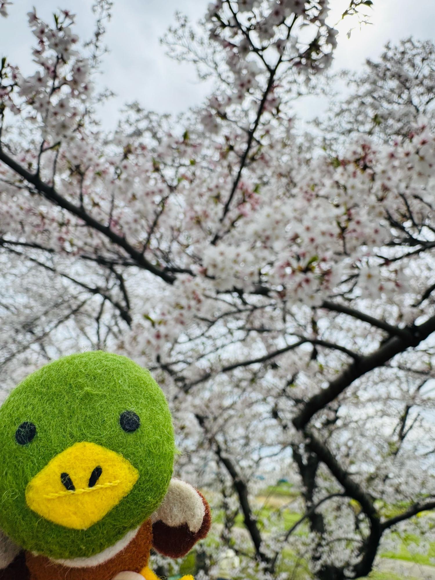 猪名川の桜とたみまる1