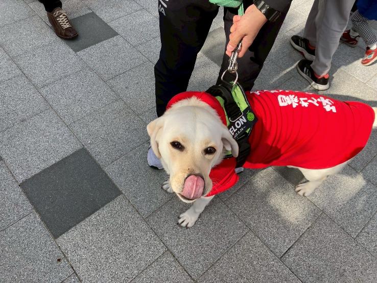 伊丹クリスマスマーケットに来たサンタの恰好をした犬