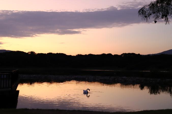 昆陽池公園の夕暮れ