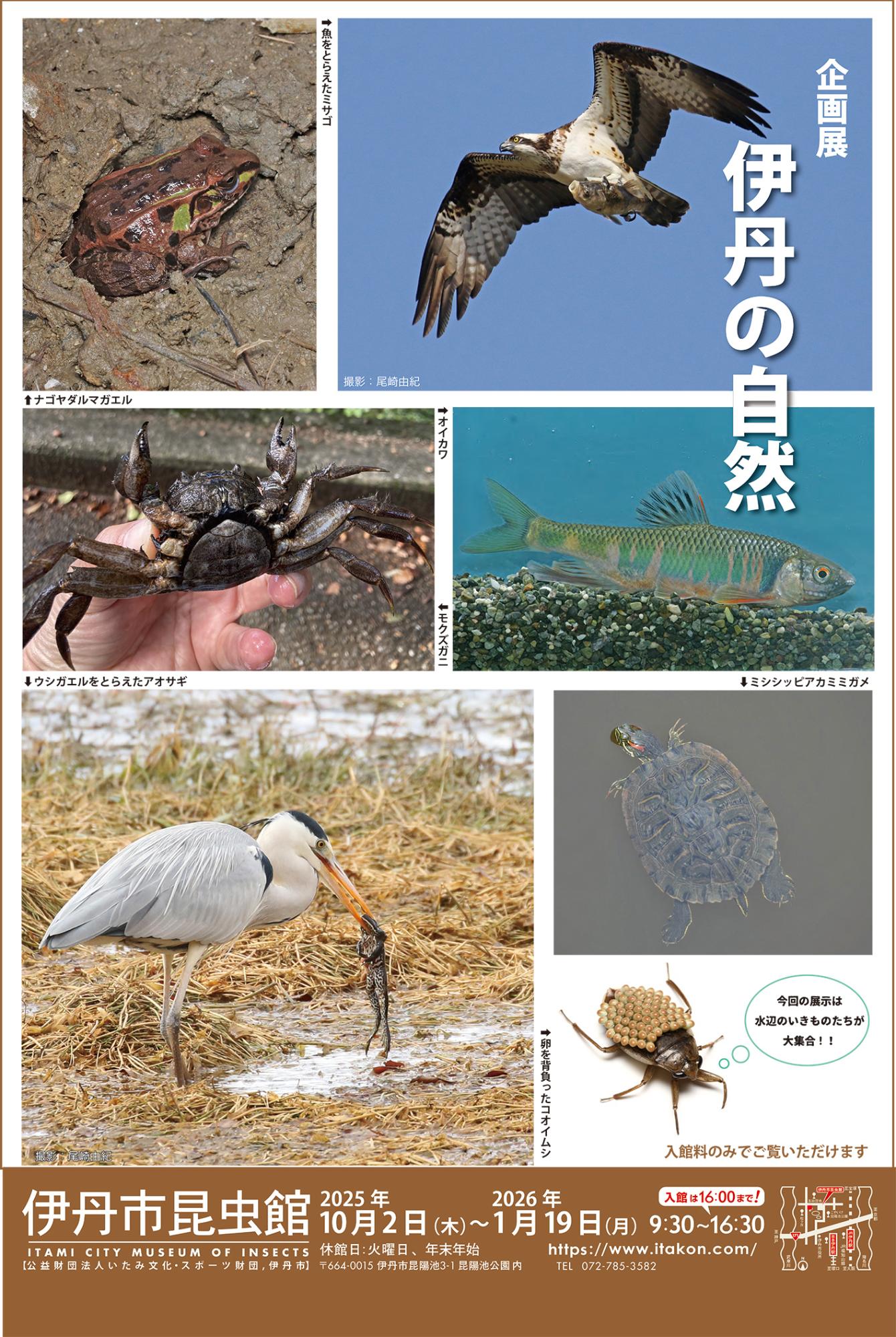 (イメージ)企画展 「伊丹の自然」