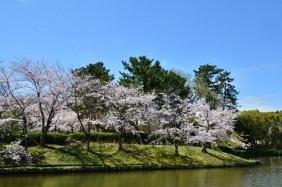 緑ヶ丘公園の桜の写真