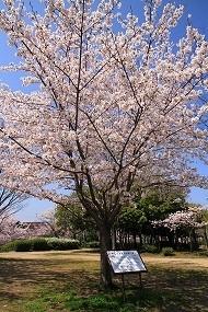 里帰り桜の写真