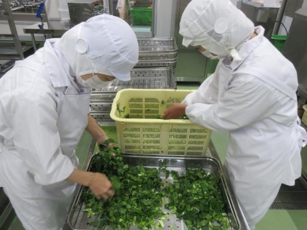 小松菜の検品作業の写真
