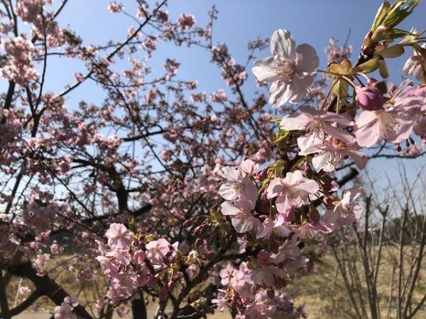 河津桜の拡大写真