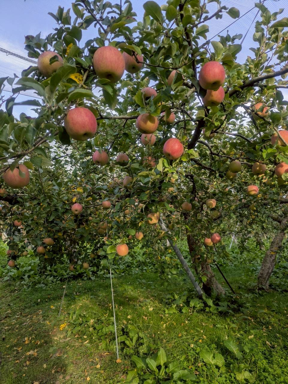 赤来高原観光リンゴ園