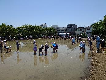 taue1