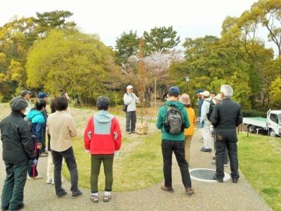 玖島桜の植樹の様子1