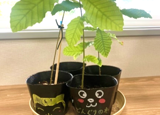市民の育てた苗木で植林活動