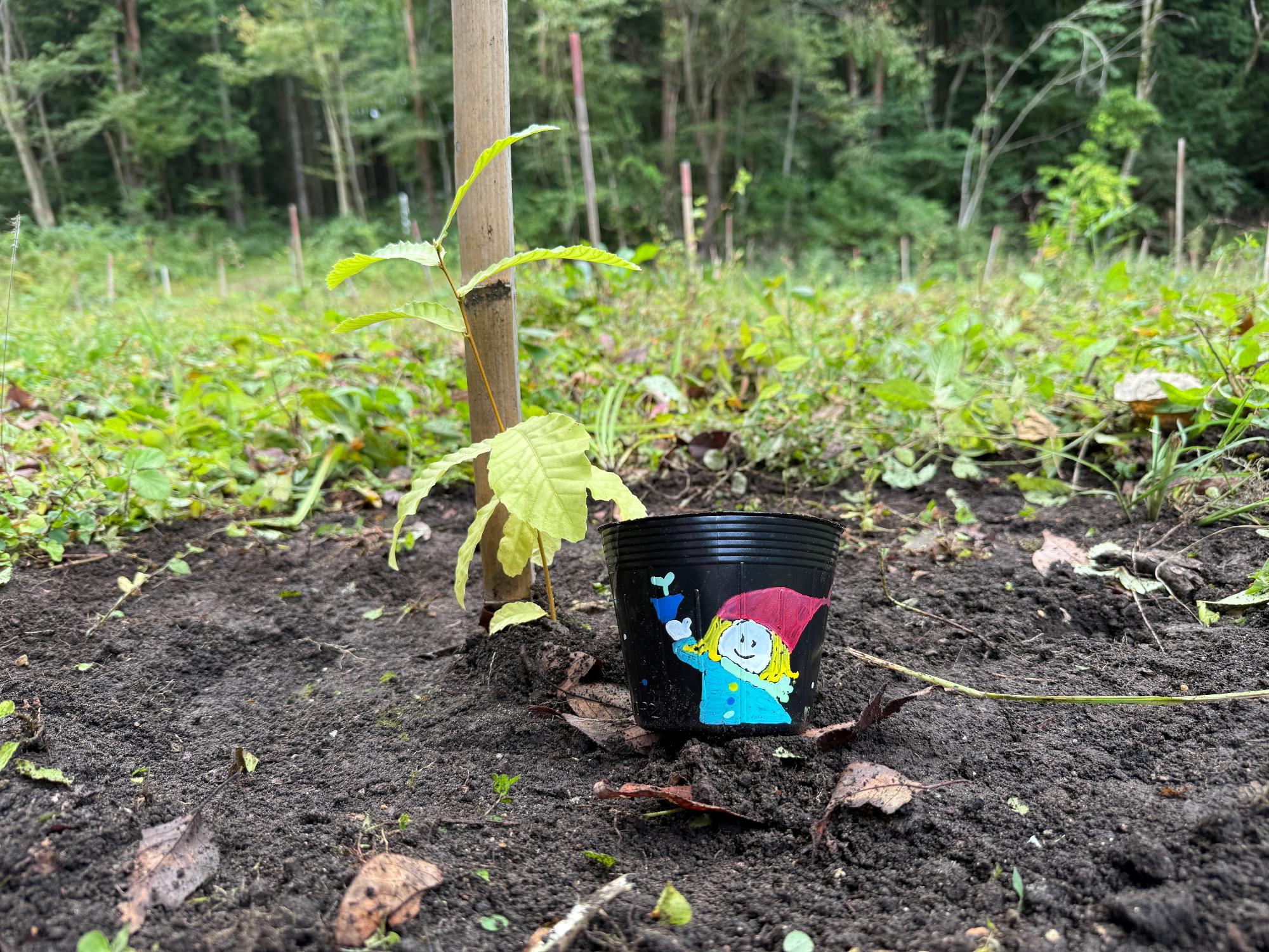 上村愛子さん作成のポッドと苗木