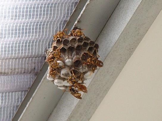 アシナガバチとアシナガバチの巣の写真