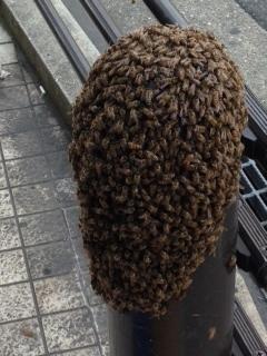 ミツバチの分蜂の様子