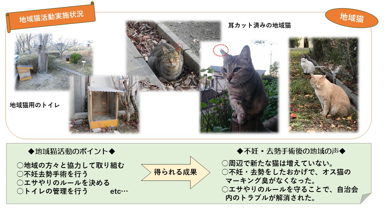 地域猫活動について