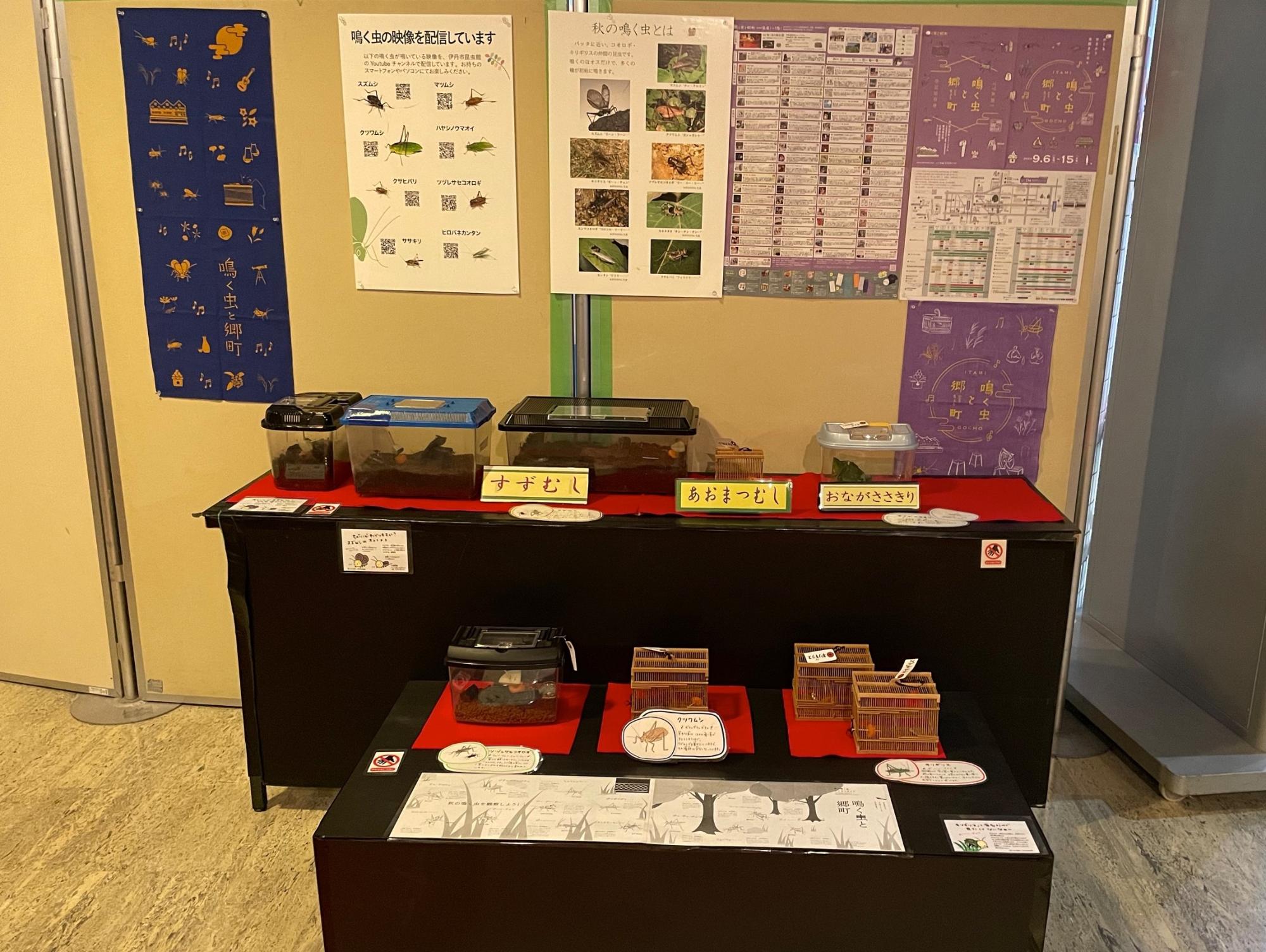 鳴く虫展示2024