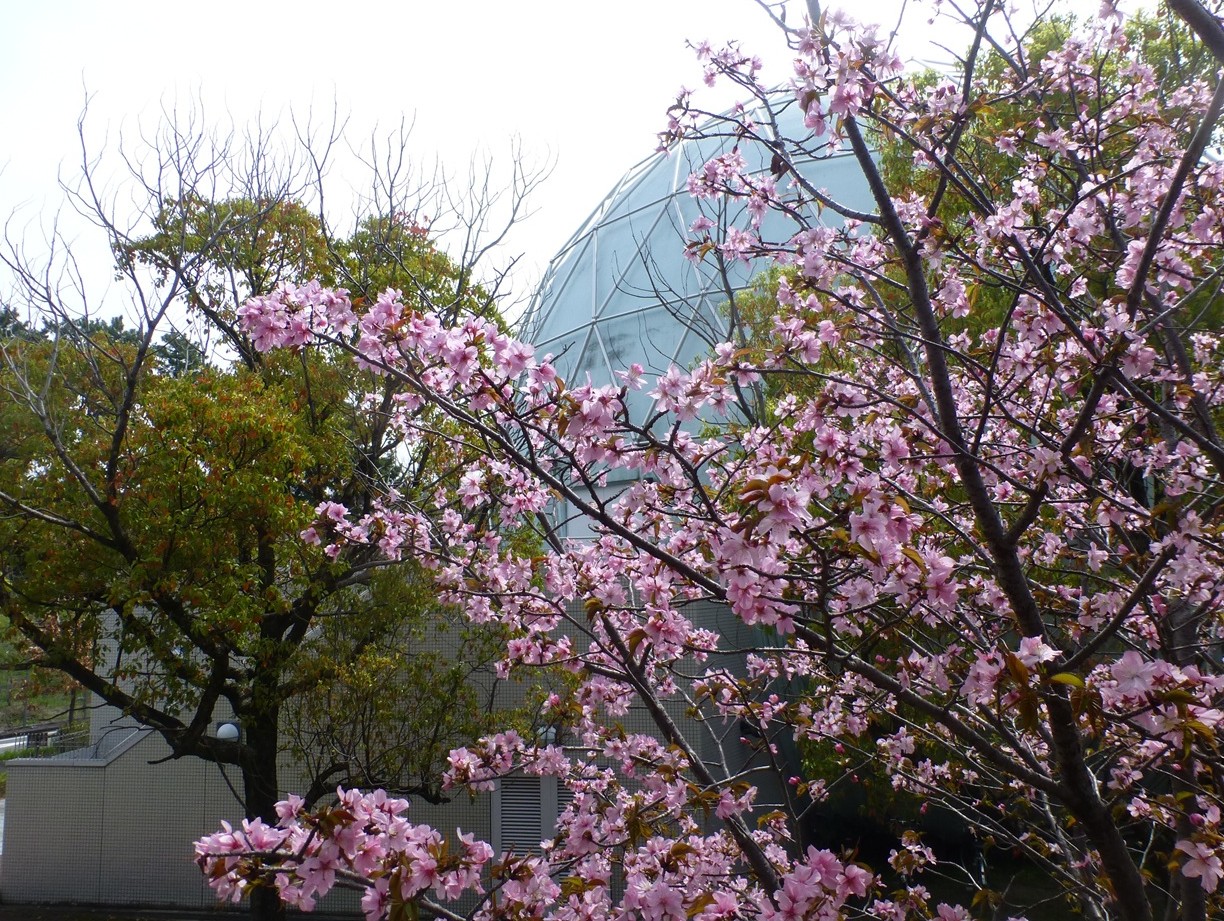 宇宙桜開花