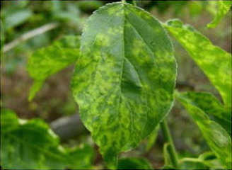 ウメ輪紋ウイルスに感染した症状