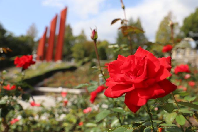 赤い秋バラと背景に平和モニュメント