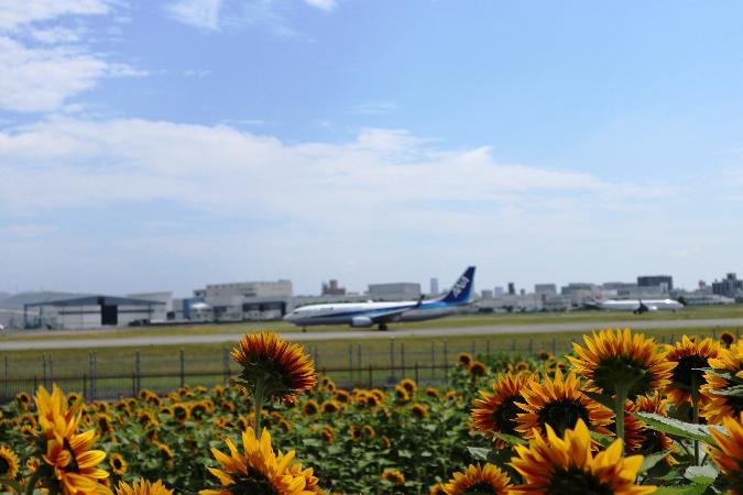伊丹スカイパークに咲くヒマワリと、その奥の滑走路を走る飛行機