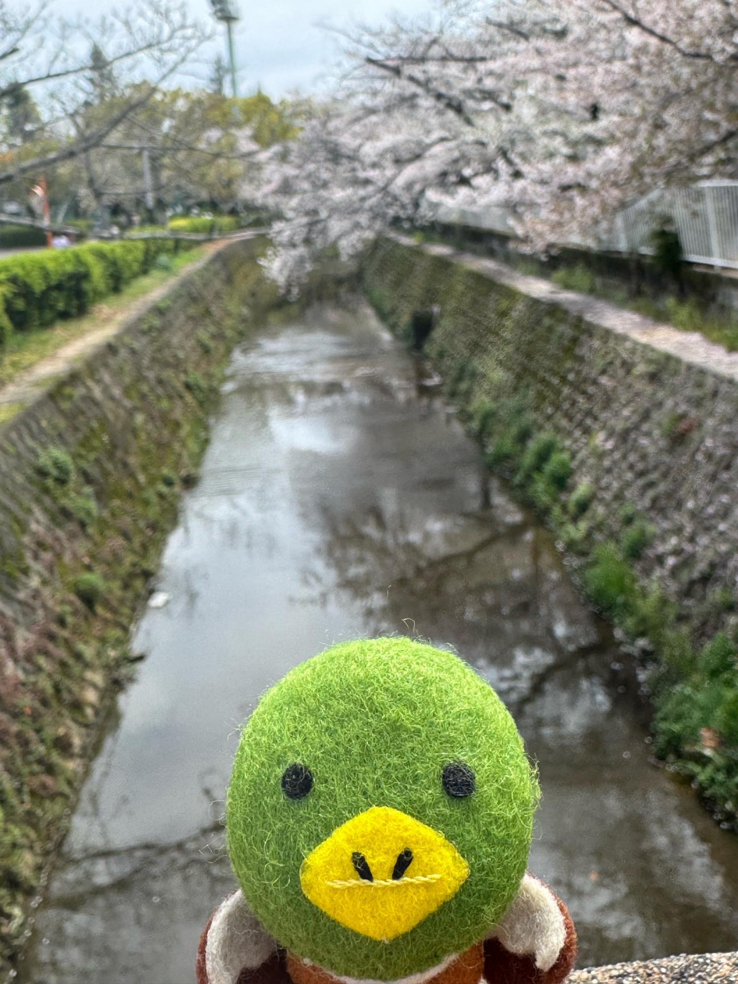 TOYO TIRES 伊丹スポーツセンターの桜とたみまる