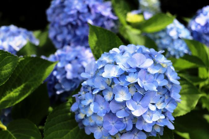 千僧浄水場に咲いた青い紫陽花