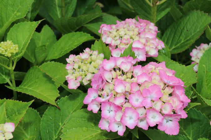 児童会館「こらくる」に咲いたピンク色の紫陽花