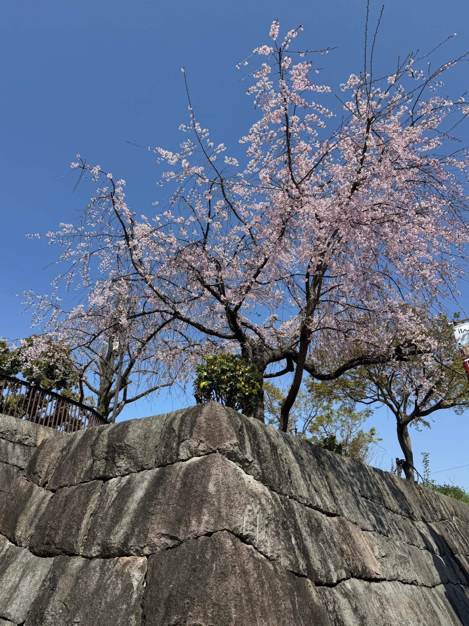 有岡城の桜1