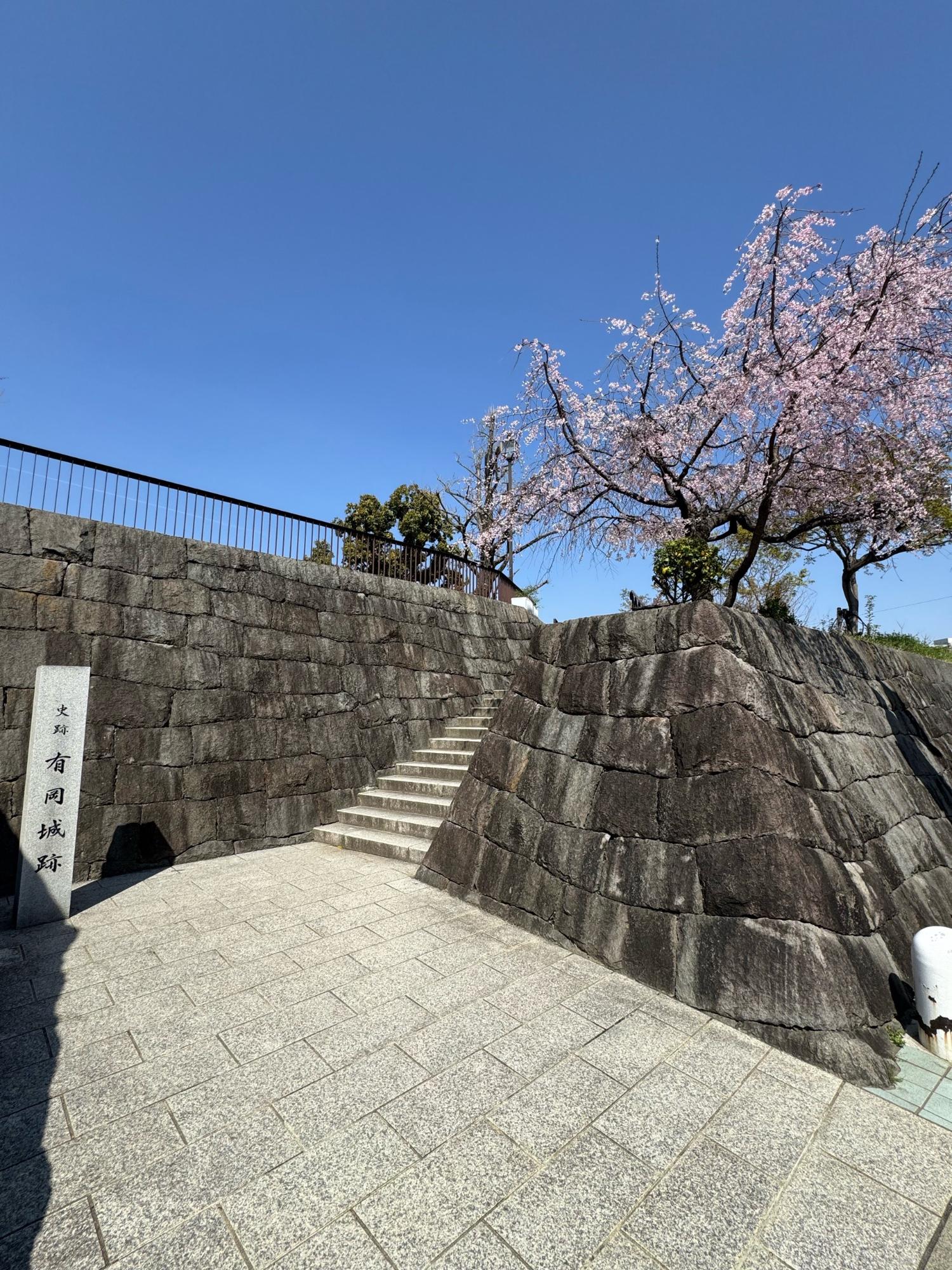 有岡城桜2