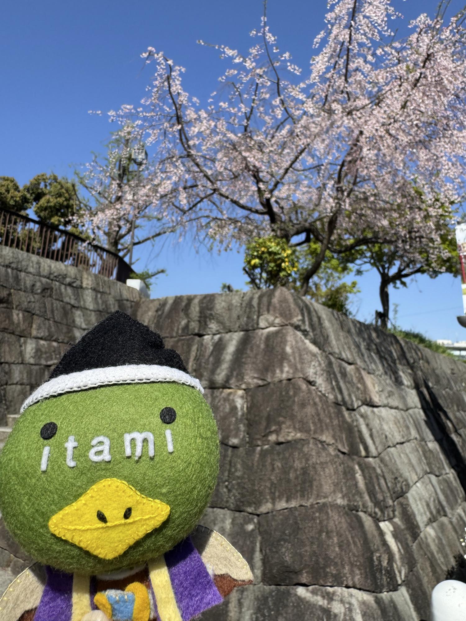 有岡城跡前にいる村重たみまるのぬいぐるみ
