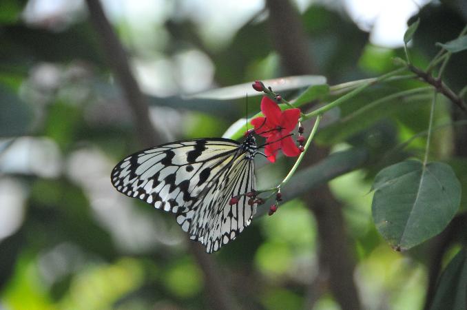 昆虫館のチョウ温室で、赤い花にとまるチョウ