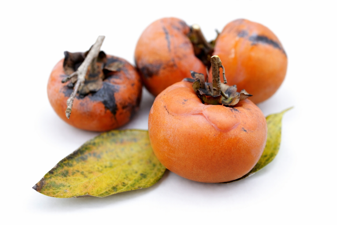 市民広場で収穫された台柿4つ