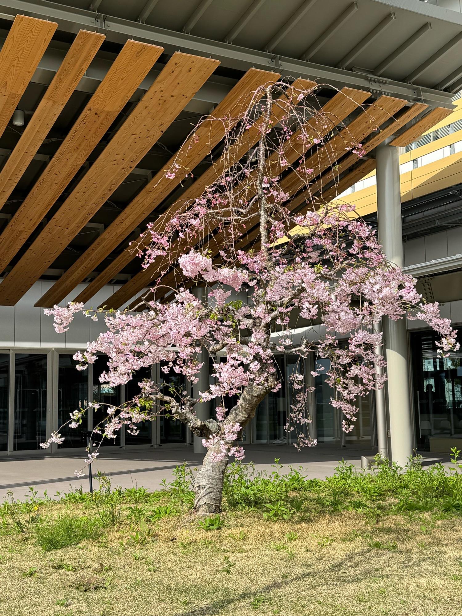 市民広場「ひろまる」のソメイヨシノ