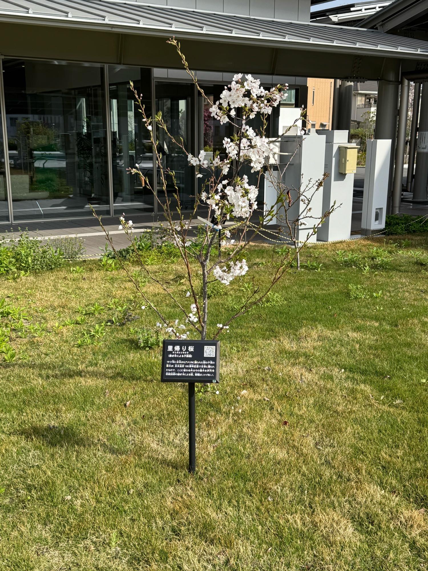 市民広場「ひろまる」里帰り桜