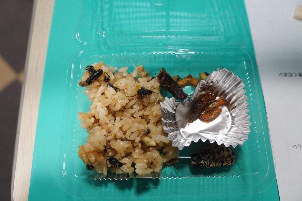 伊丹市昆虫館昆虫食配布された昆虫食