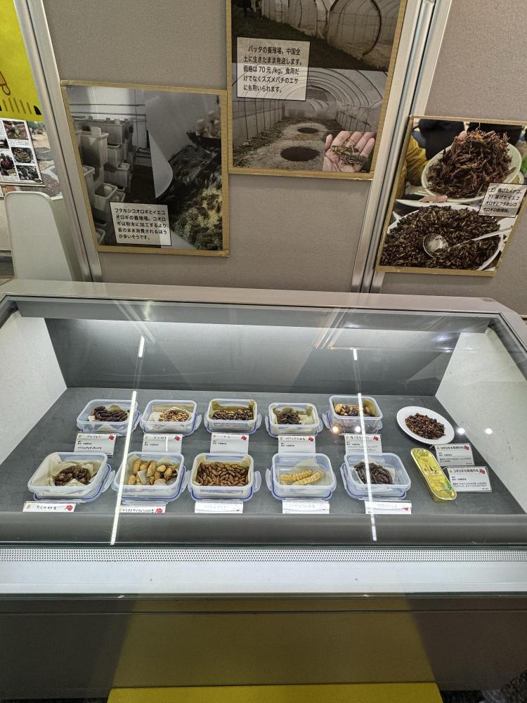 伊丹市昆虫館企画展の昆虫食サンプル