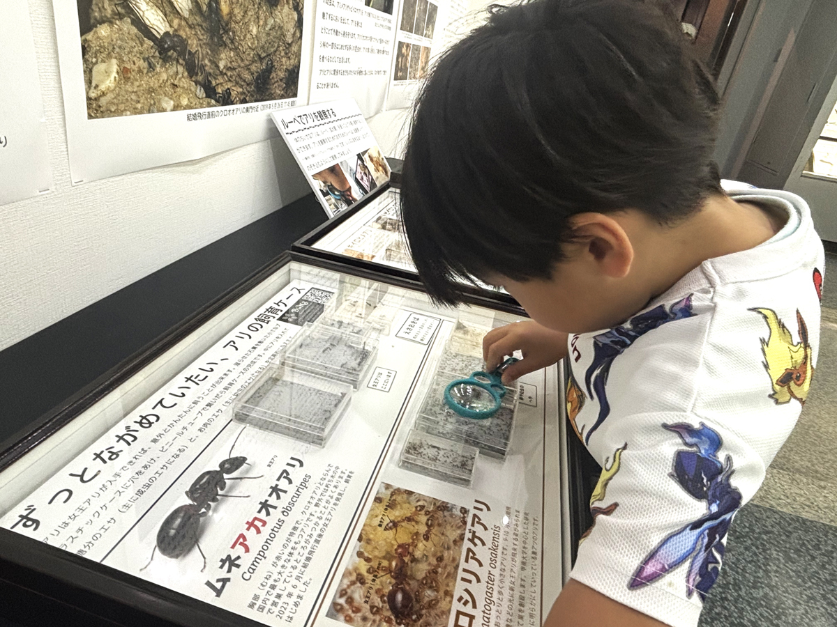 こんちゅうかんでありの展示をむしめがねをつかってみるおとこのこ