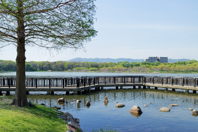 昆陽池公園の池