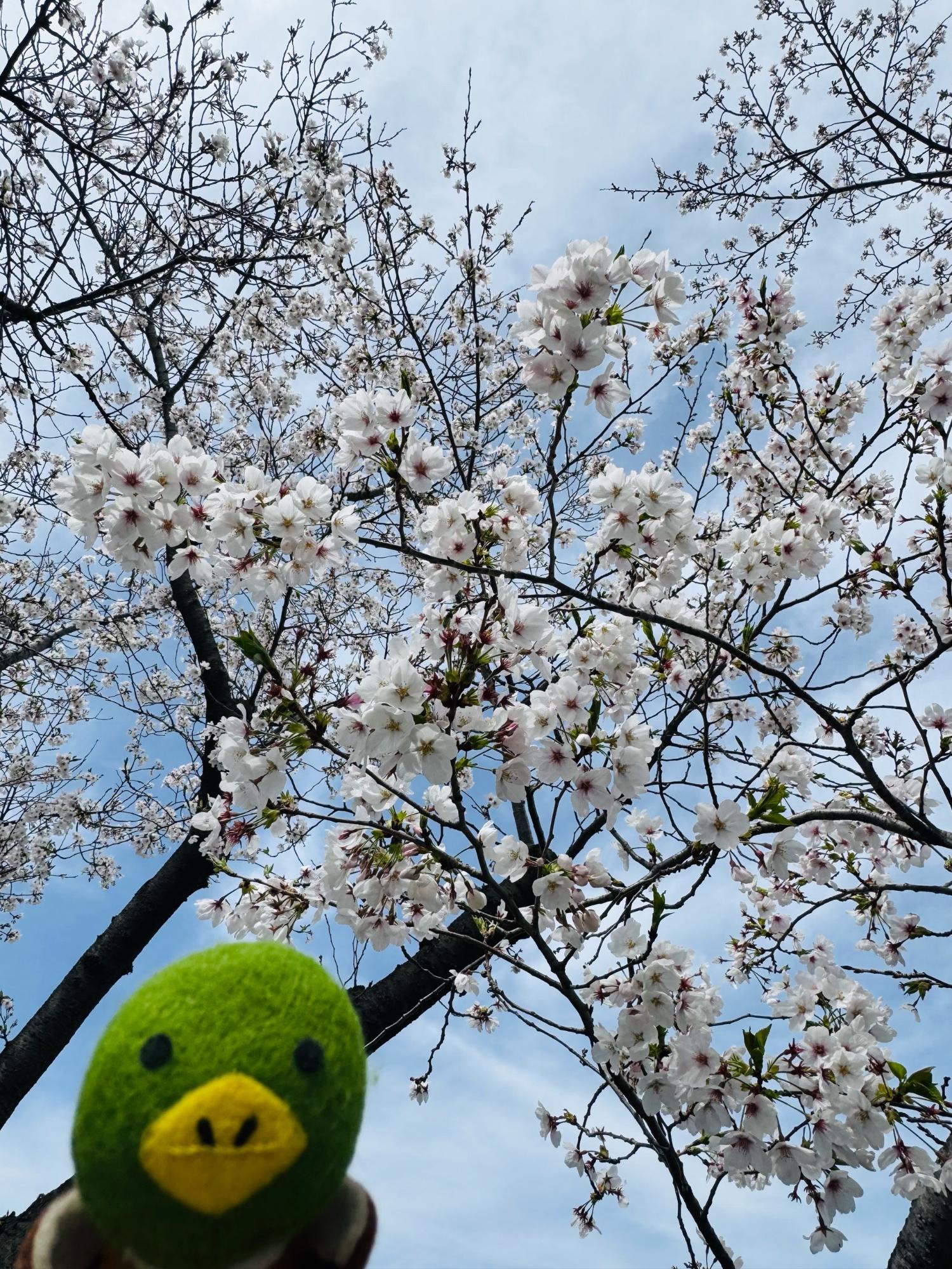 昆陽池公園桜とたみまる2