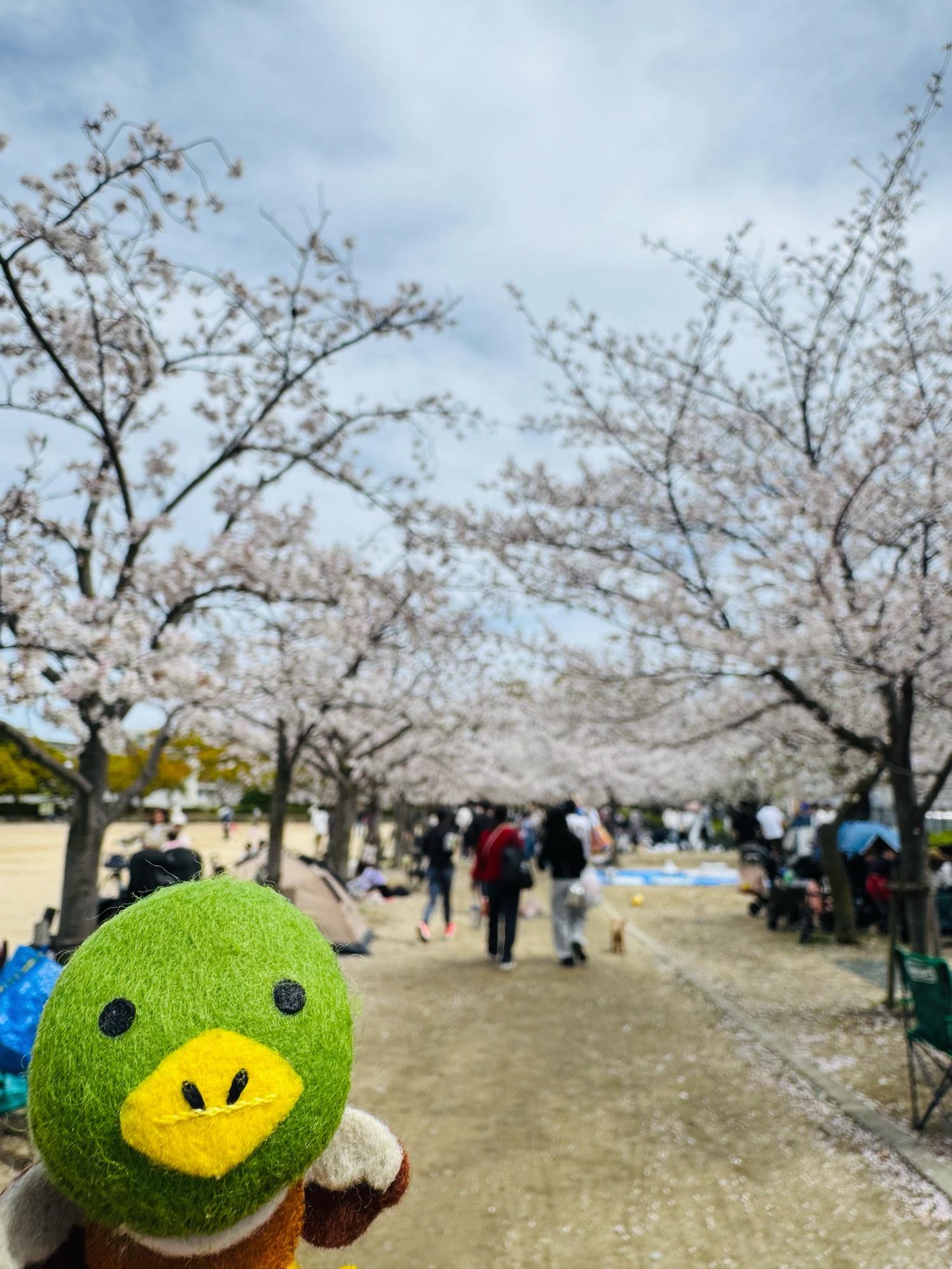 昆陽池公園桜とたみまる1