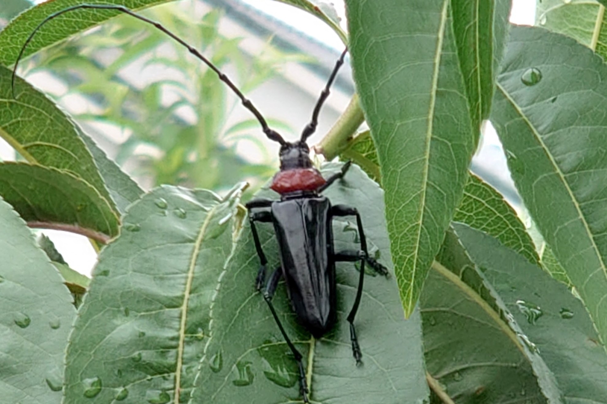 クビアカツヤカミキリ