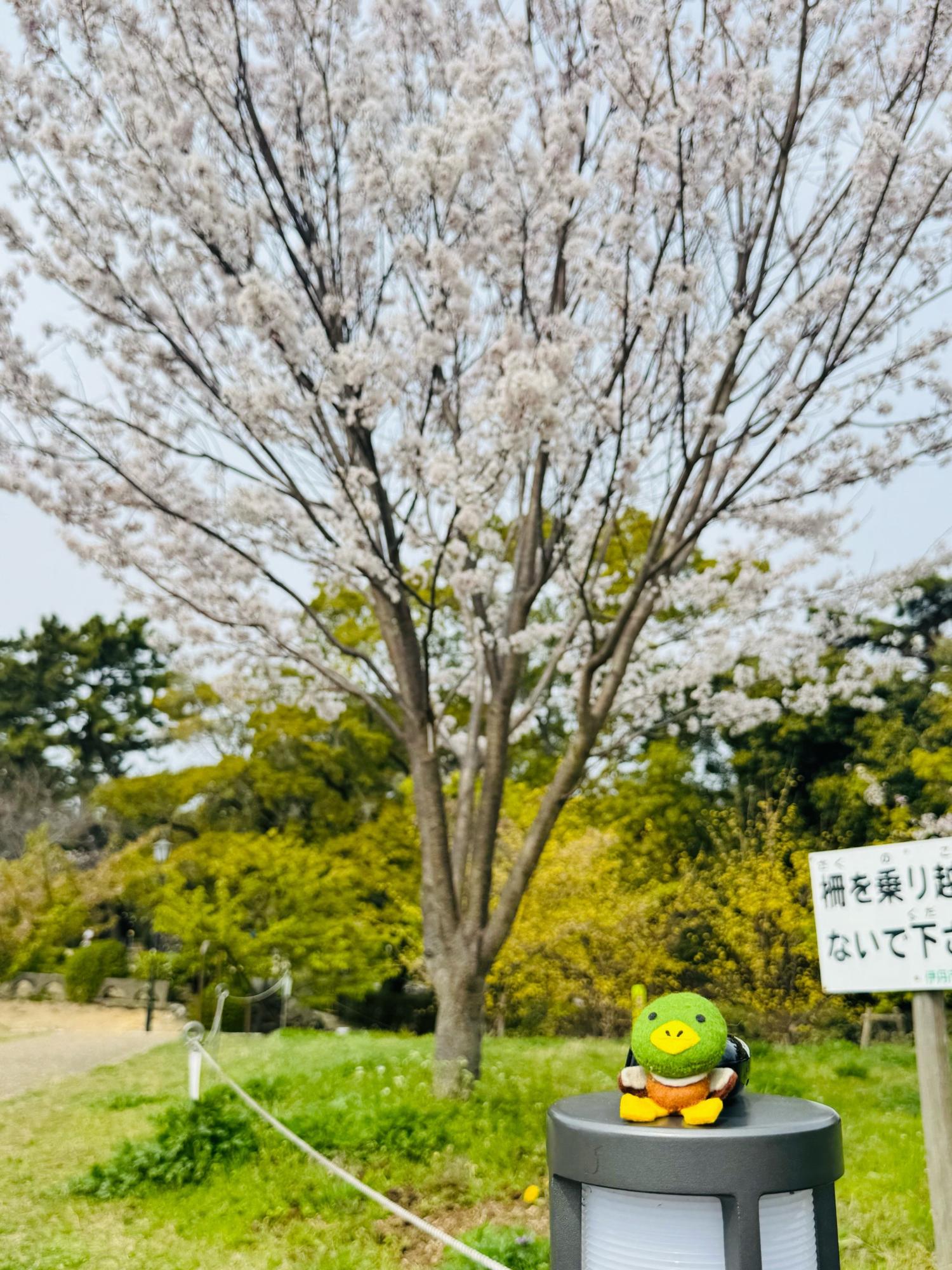 緑ヶ丘公園の桜とたみまる