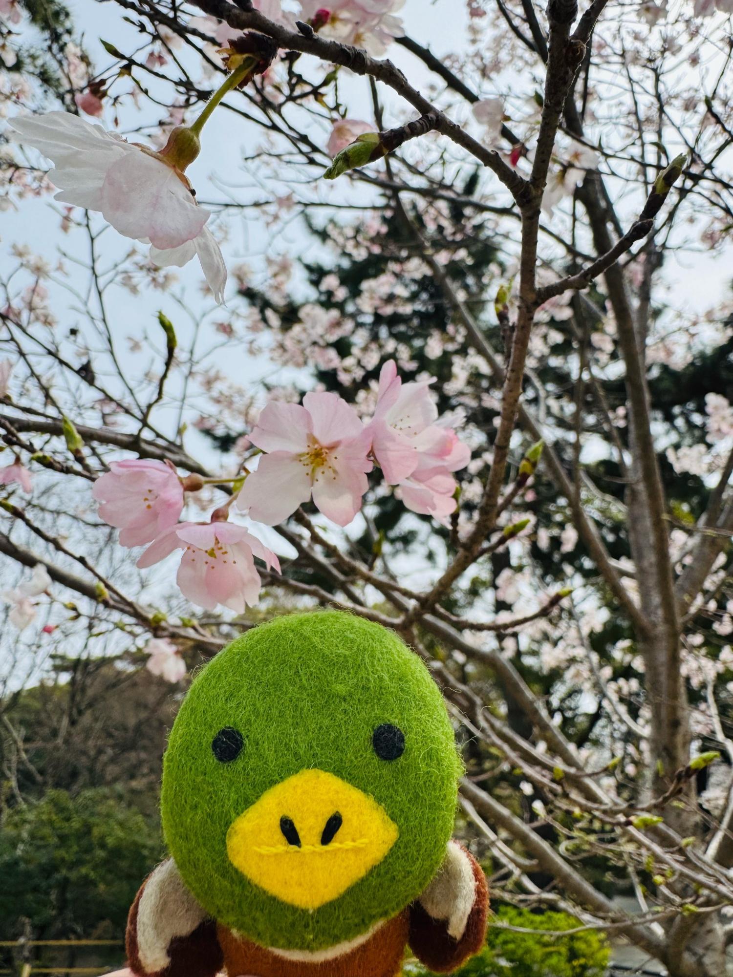緑ヶ丘公園の桜とたみまる2