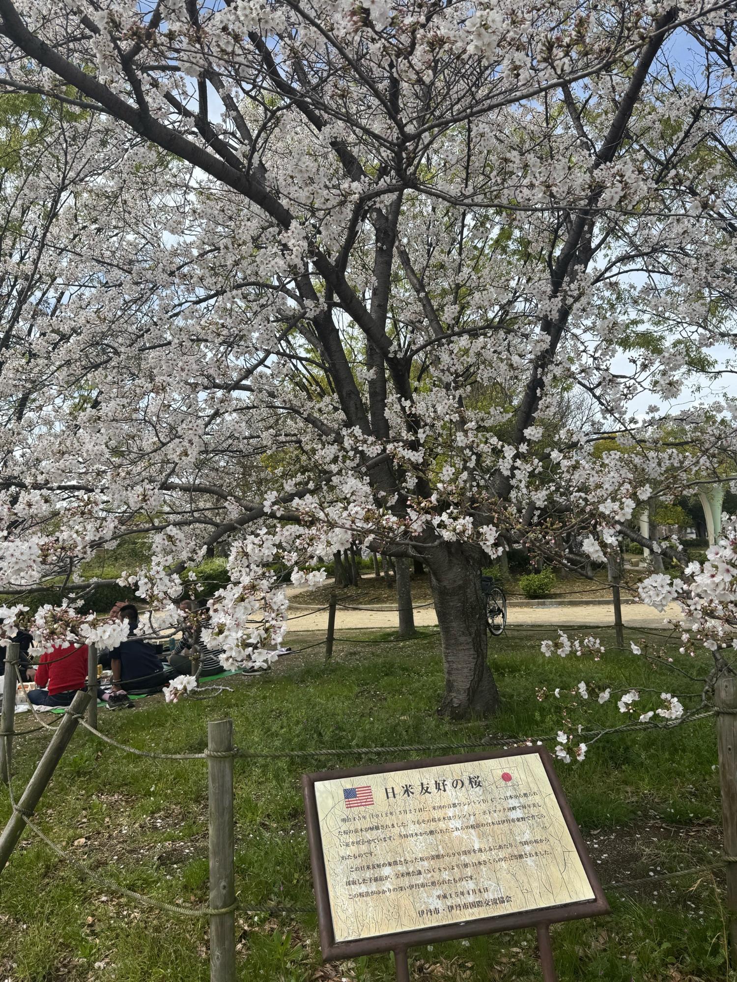 瑞ケ池公園日米友好の桜