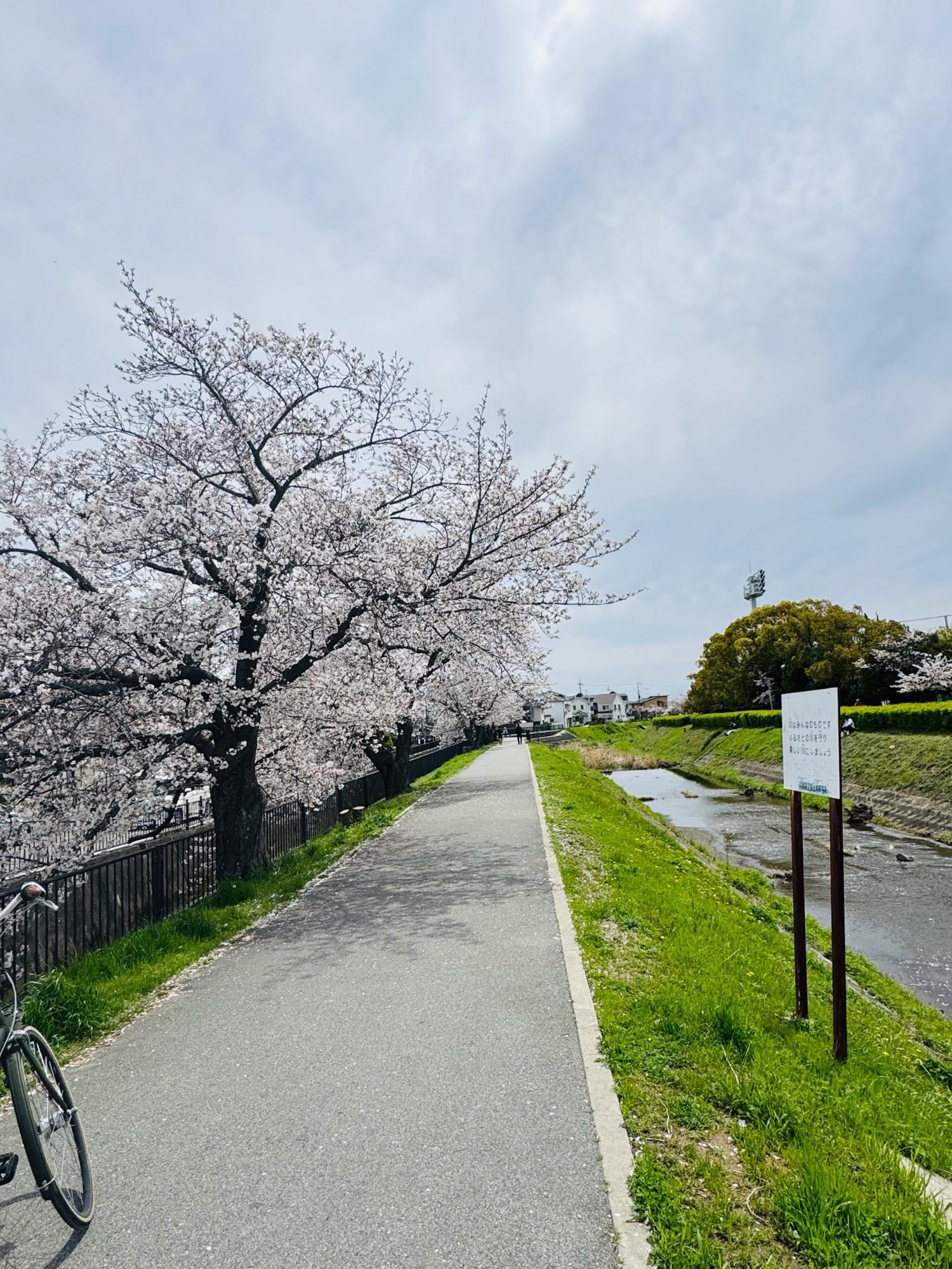 TOYO TIRES 伊丹スポーツセンター裏の桜