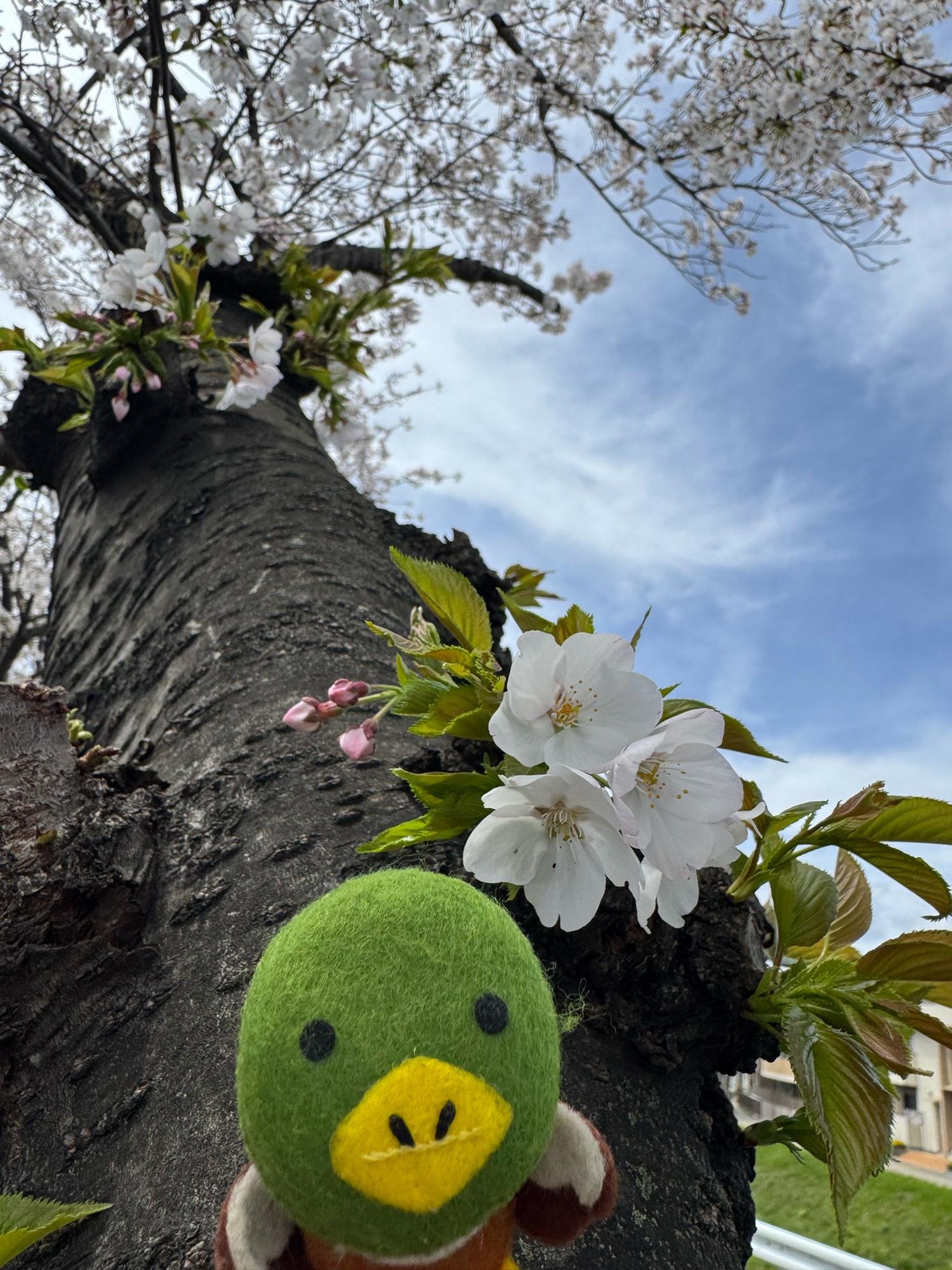 天神川の桜並木とたみまる