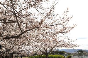 ずがいけこうえんのさくら