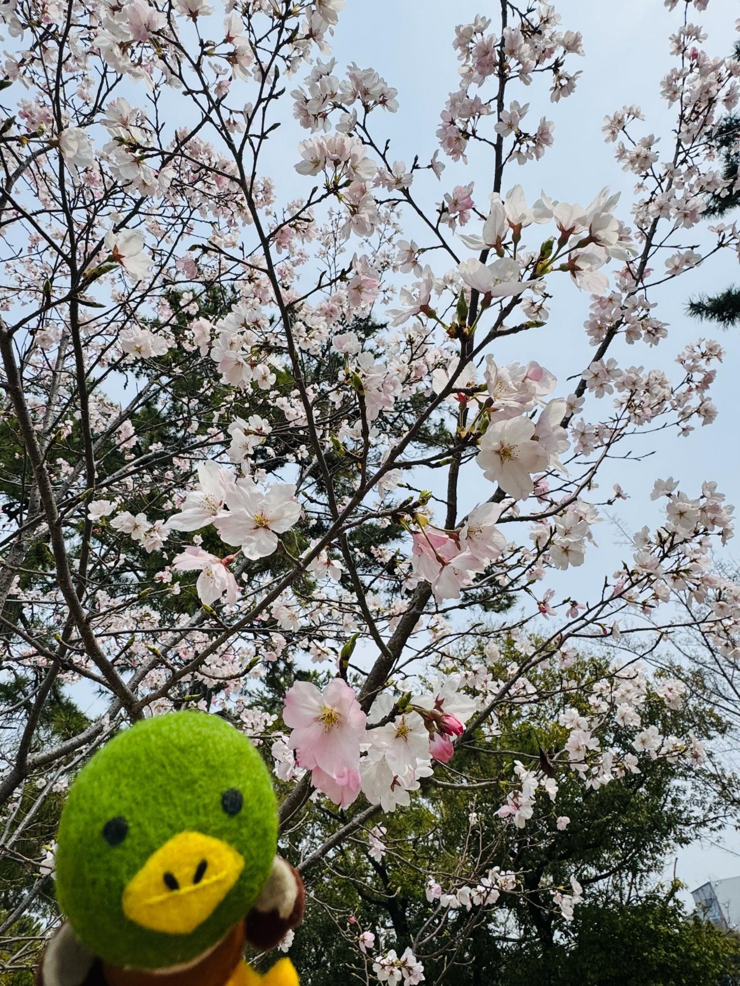 瑞ケ池の桜とたみまる1