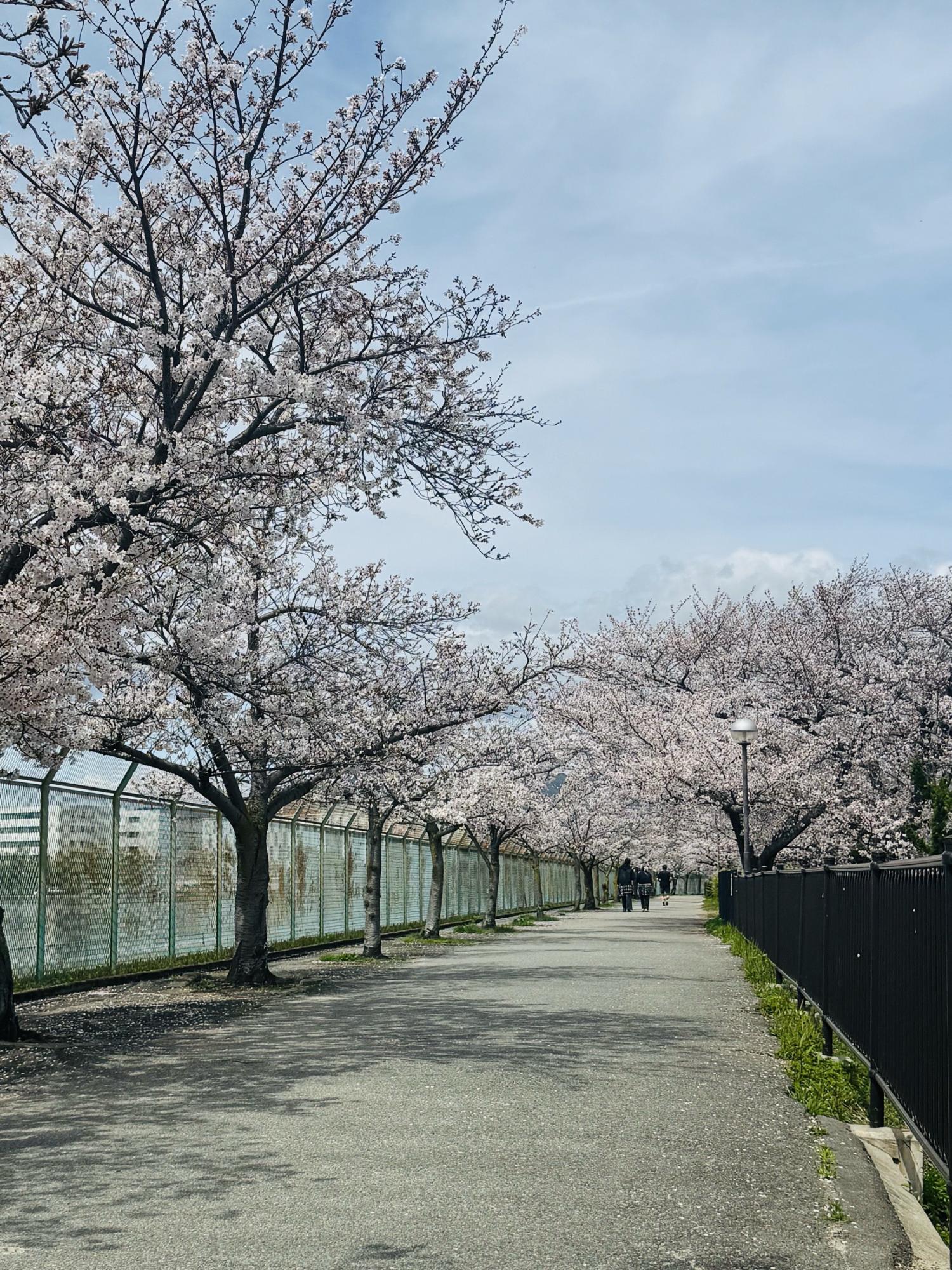 瑞ケ池公園桜並木